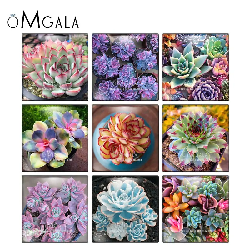 HD Succulents leaves Patterns Square 10pcs mixed 12mm/20mm/25mm/30mm photo glass cabochon demo flat back Making findings