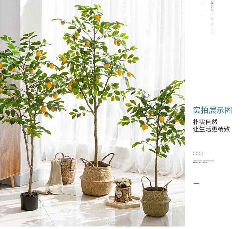 شجرة الليمون، نباتات خضراء، نباتات بوعاء، مشاهير الإنترنت، زهور ديكور داخلي كبيرة، زينة غرفة المعيشة، نباتات مزيفة