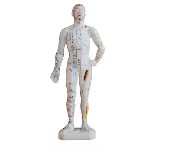 Medical Education Acupuncture Model 26CM  Anatomy Model