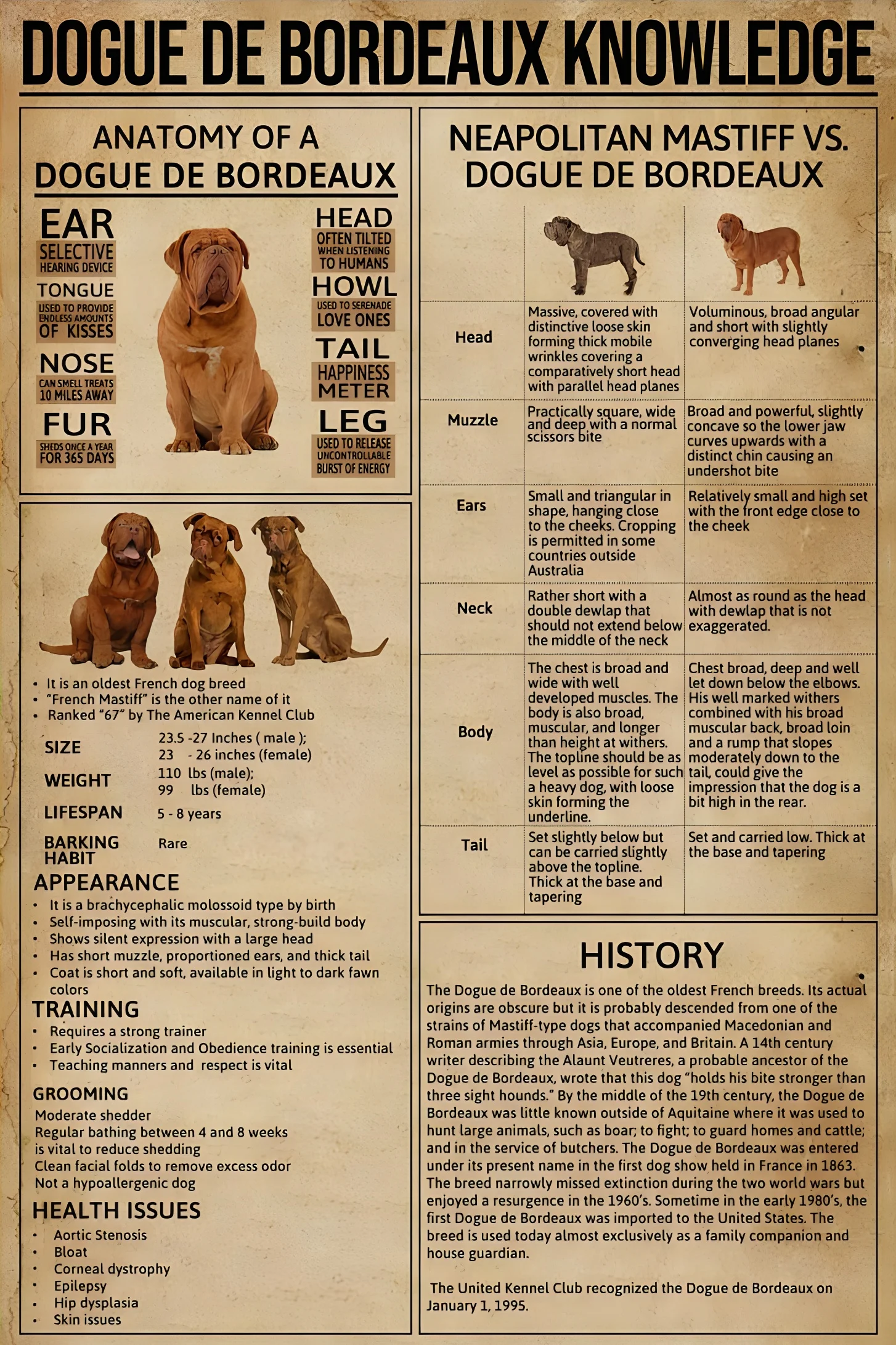 Dogue De Bordeaux Knowledge Poster, Vintage Wall Metal Sign Room Living Room Entrance Garage Farmhouse Pet Hospital Home Decor