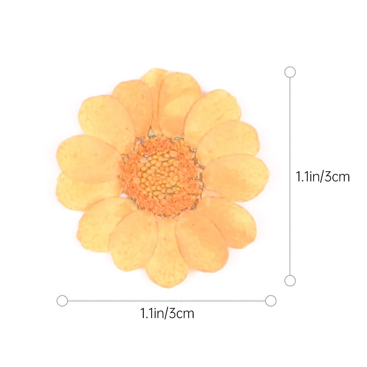 40 قطعة من الزهور المجففة الطبيعية الأنيقة والبرتقالية الجميلة والزهور المضغوطة الحقيقية الرومانسية المزهرة الديكور لعيد الميلاد
