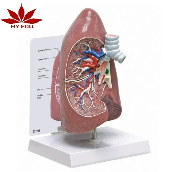 Direct factory supplied human size lungs model