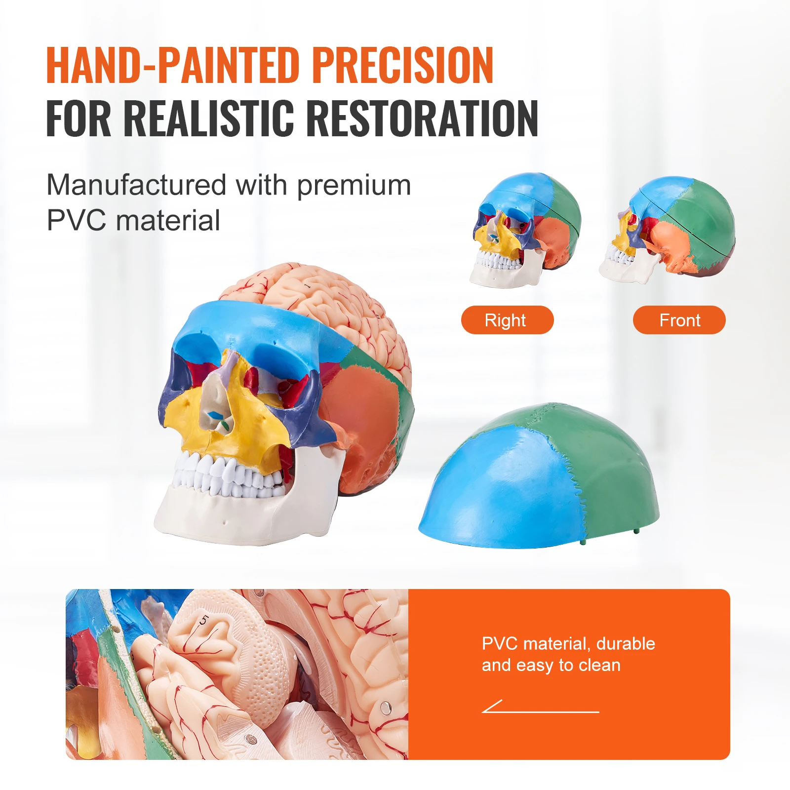 VEVOR Life-Size Human Skull Model 5