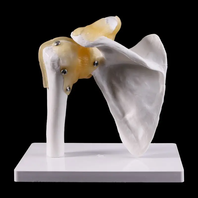 Functional Anatomical Life Size Human Anatomy Skeleton Shoulder Joint Bone Muscle Model For Teaching Study Tool D5QC