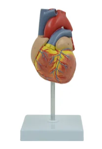 Model anatomi jantung dewasa Simulator pelatihan medis anatomis manusia canggih