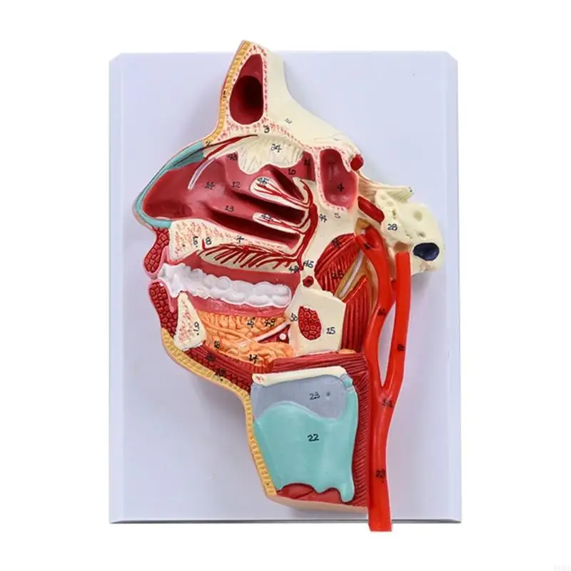 E8BE Human Nasal Cavity Throat Anatomical Model Teaching Aid Human Orals Cavity Model Nose Throat Model Teaching Supplies