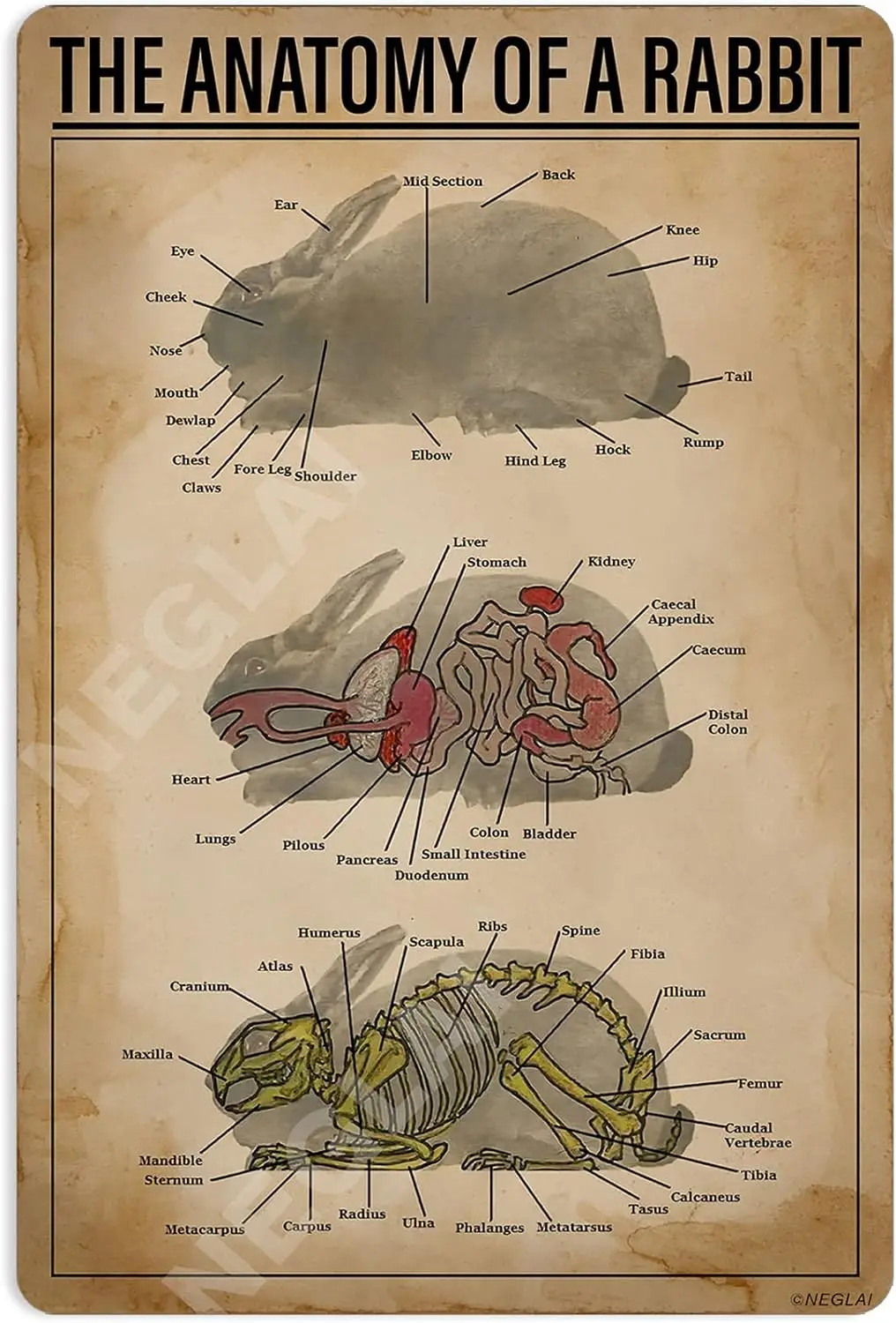Affiche métallique « The Anatomy Of A Rabbit Knowledge », décorations vintage, décoration murale, 8x12 pouces