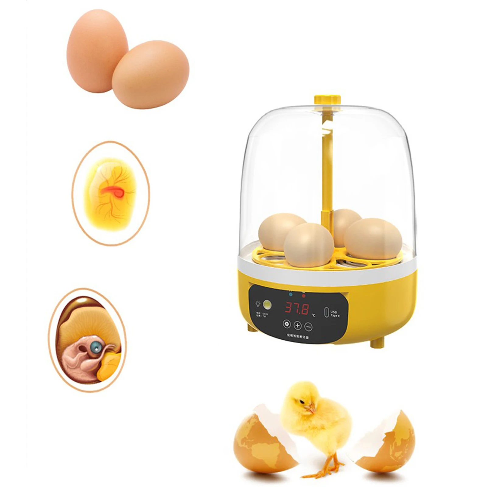 4 Eggs Incubator Mini Egg Hatcher Manual/Automatic Brooder Farm Incubation Tools