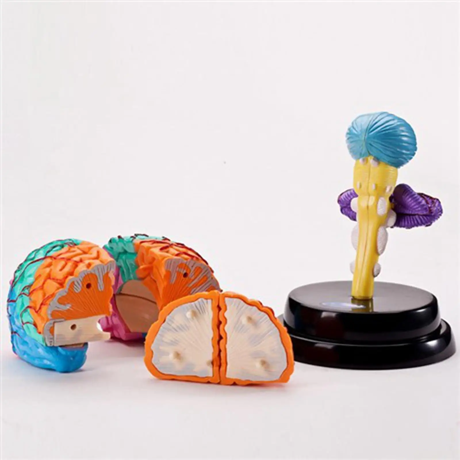 Human Brain Model Study Display Teaching Tool PVC Educational Sculpture Disassembled Figure Suitable for Classroom