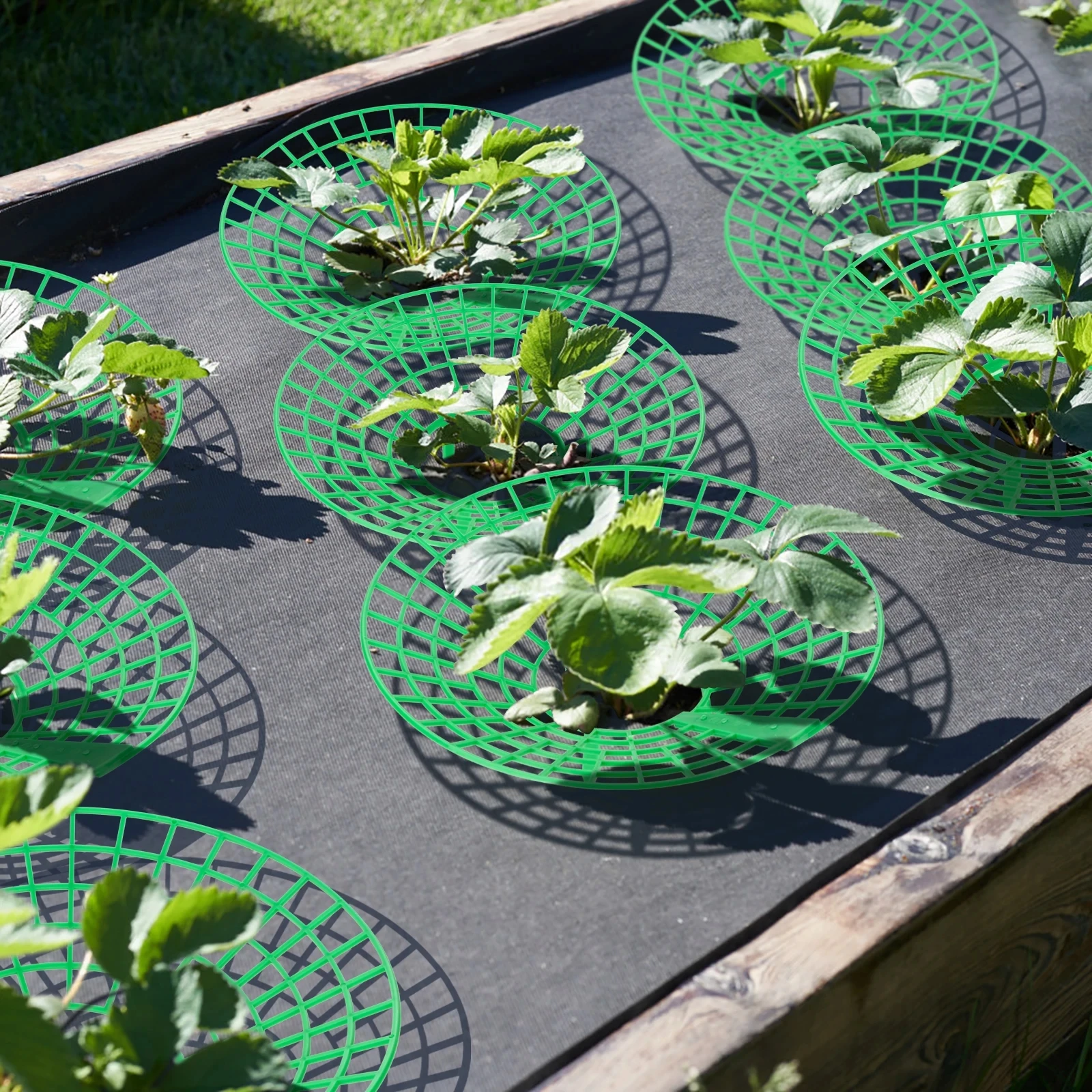 5/10/20Pcs Strawberry Plant Supports with 3 Sturdy Legs Strawberry Growing Racks Protector Frame Holder Cage From Mold Rot Dirt