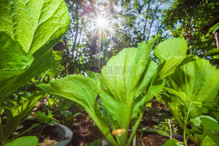 Servo à engrenages numérique en métal, 20KG, pour MJX H12Y/H12Y + H12P 1/12 RC chenille R/C, pièces de camion