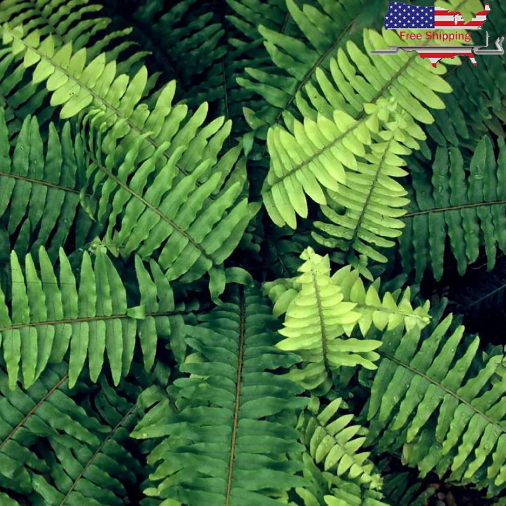 

10-дюймовая подвесная корзина для живых растений Бостон-папоротник в помещении и на открытом воздухе, легкий уход, сквозь, яркий свет, влажность, идеальные общие пространства