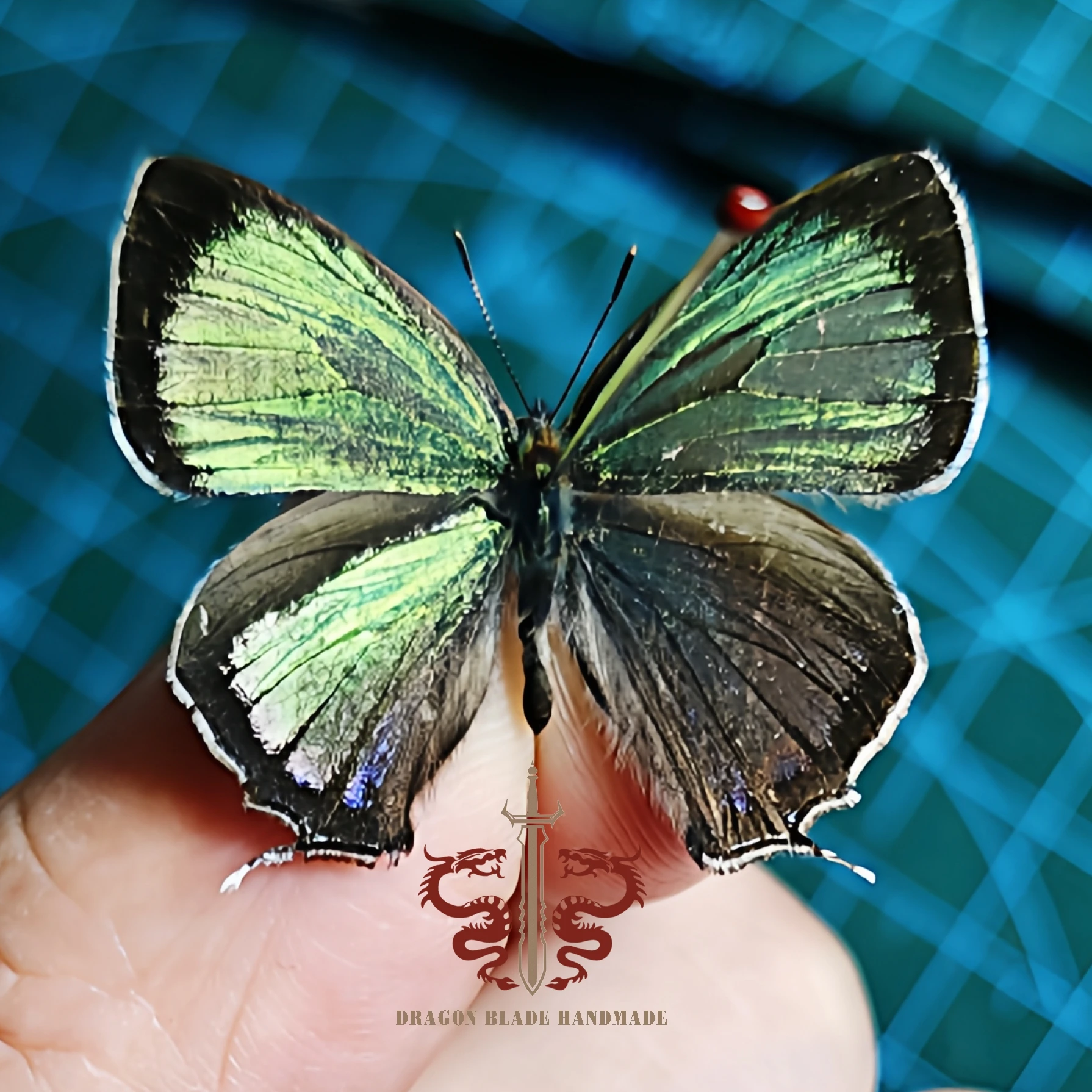 Butterfly specimen Chrysozephyrus esakii, 1pc wings spread A1/A- high quality, Decorative Display Collection Gifts