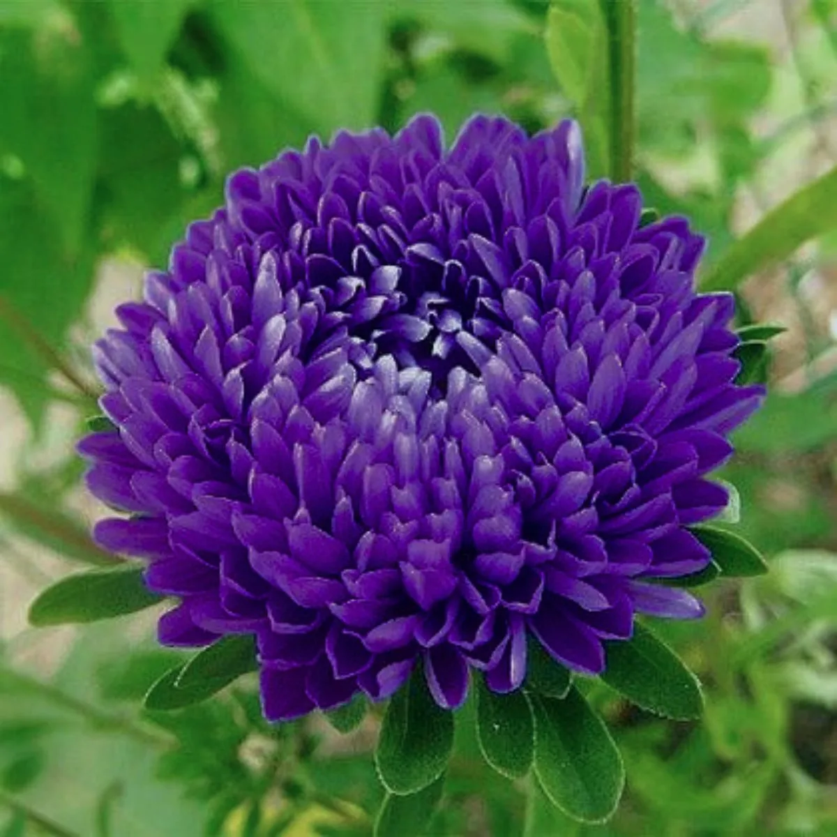 Aster peonium seeds lazurita 1g más de 400 semillas