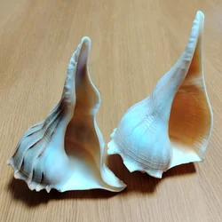 Large Left-handed Conch Natural Busycon Contrarium Shells Sacrifice Buddha Gift Seashell Specimens Collector Decor