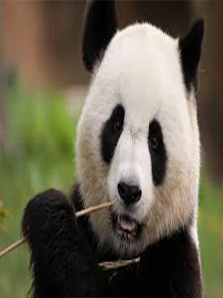 

One brush removes yellowness, naturally whitens, removes bad breath