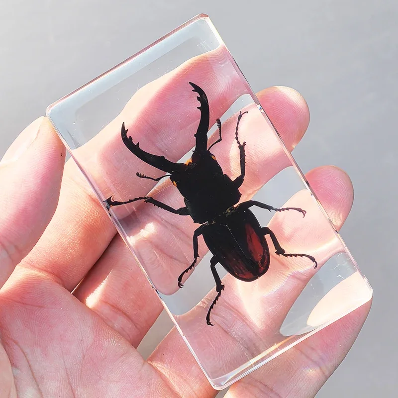 27 Large Real Insect Specimen Transparent Resin Small Ornament Known Beetle Spider Home Decoration Accessories for Living Room