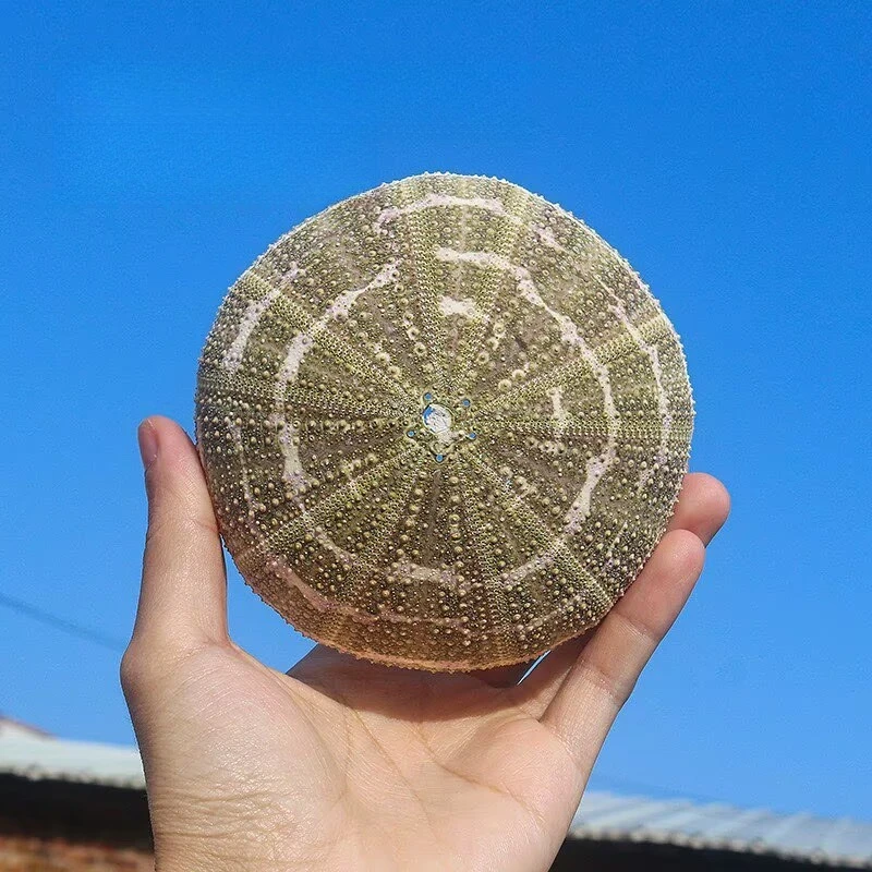 Bagua Sea Urchin Natural Conch Shell Pineapple Succulent Flower Pot Base DIY Soilless Green Plant Creative Pendant Home Decor