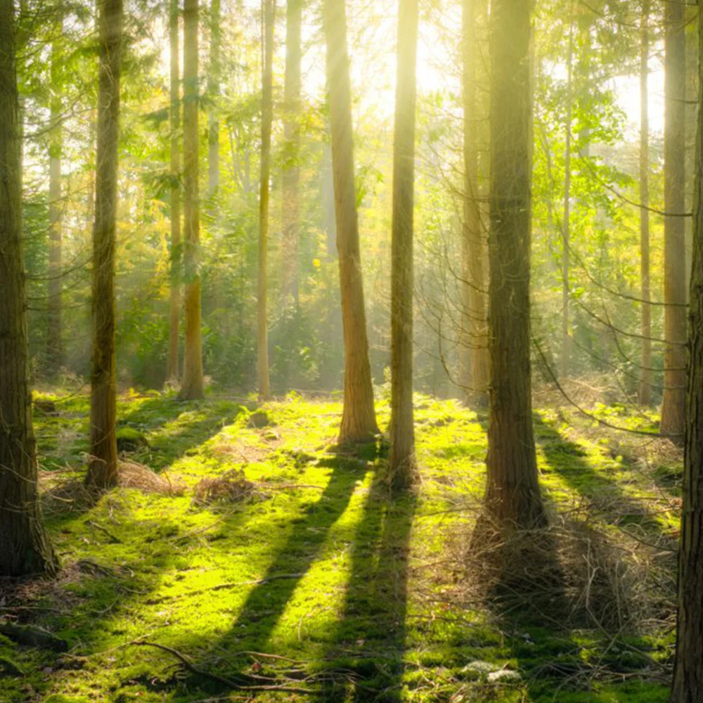 New product forest trees