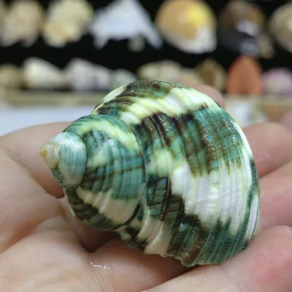 Natural Shell Green Snail Small Conch Fish Tank Landscaping Scallop Hermit Crab Spare Shell Replacement 5-6cm