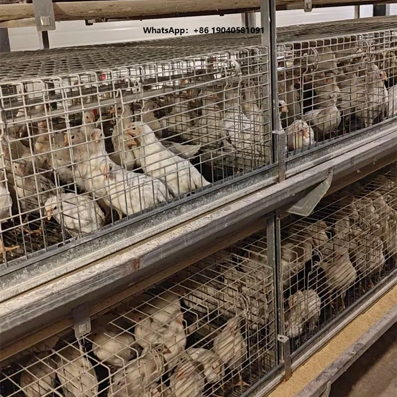 Full Automatic H Frame Layer Cage with Feeding Drinking Egg Collection Manure Cleaning System for Laying Hens