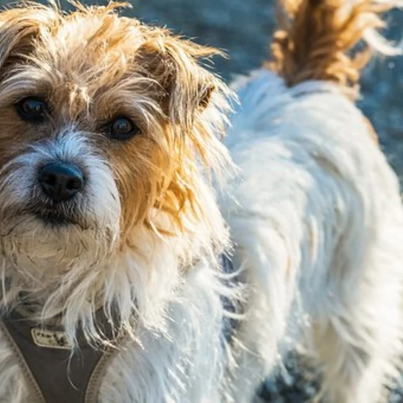 

4 шт., 113 мм, передние и задние колеса, шина 1/10, короткая шина для грузовика для TRXS Slash ARRMA Senton SCTX10 HPI HuanQi 727 Vkar 10sc