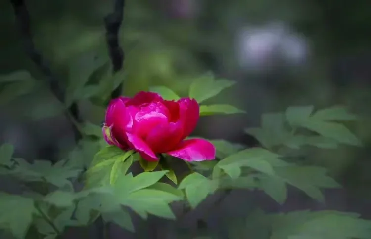 

Комплект из 4 металлических дисков-бэдлоков 1.9 дюйма для радиоуправляемых краулеров 1/10 Axial SCX10, TRX4, RC4WD, D90, YK4102