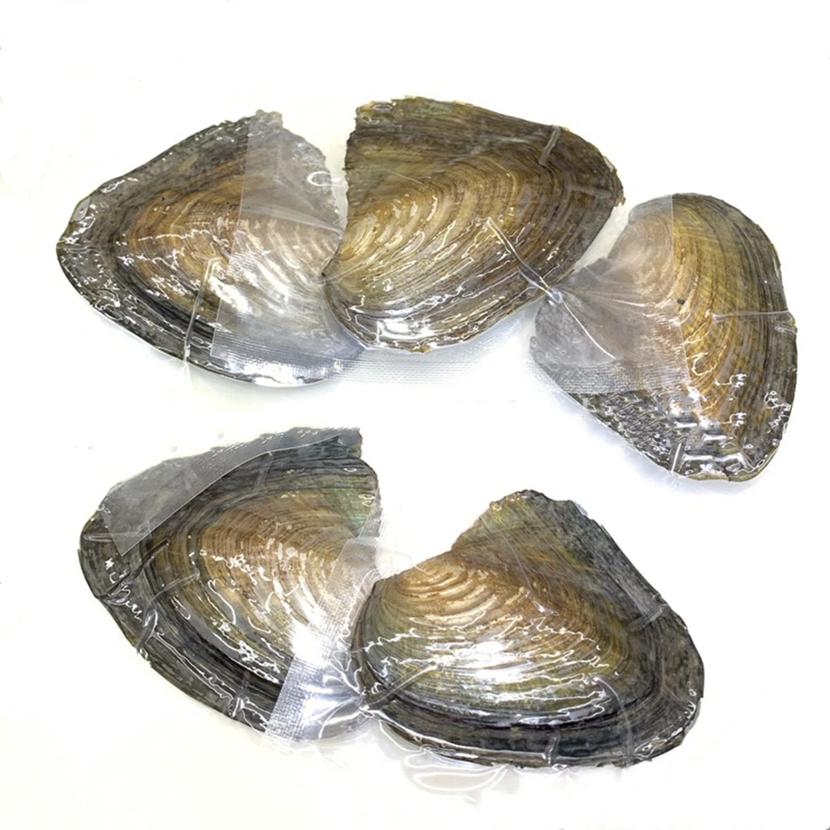 2PCS Natural Akoya Pearl Oysters Real Pearl Freshwater Pearl Holiday Gift