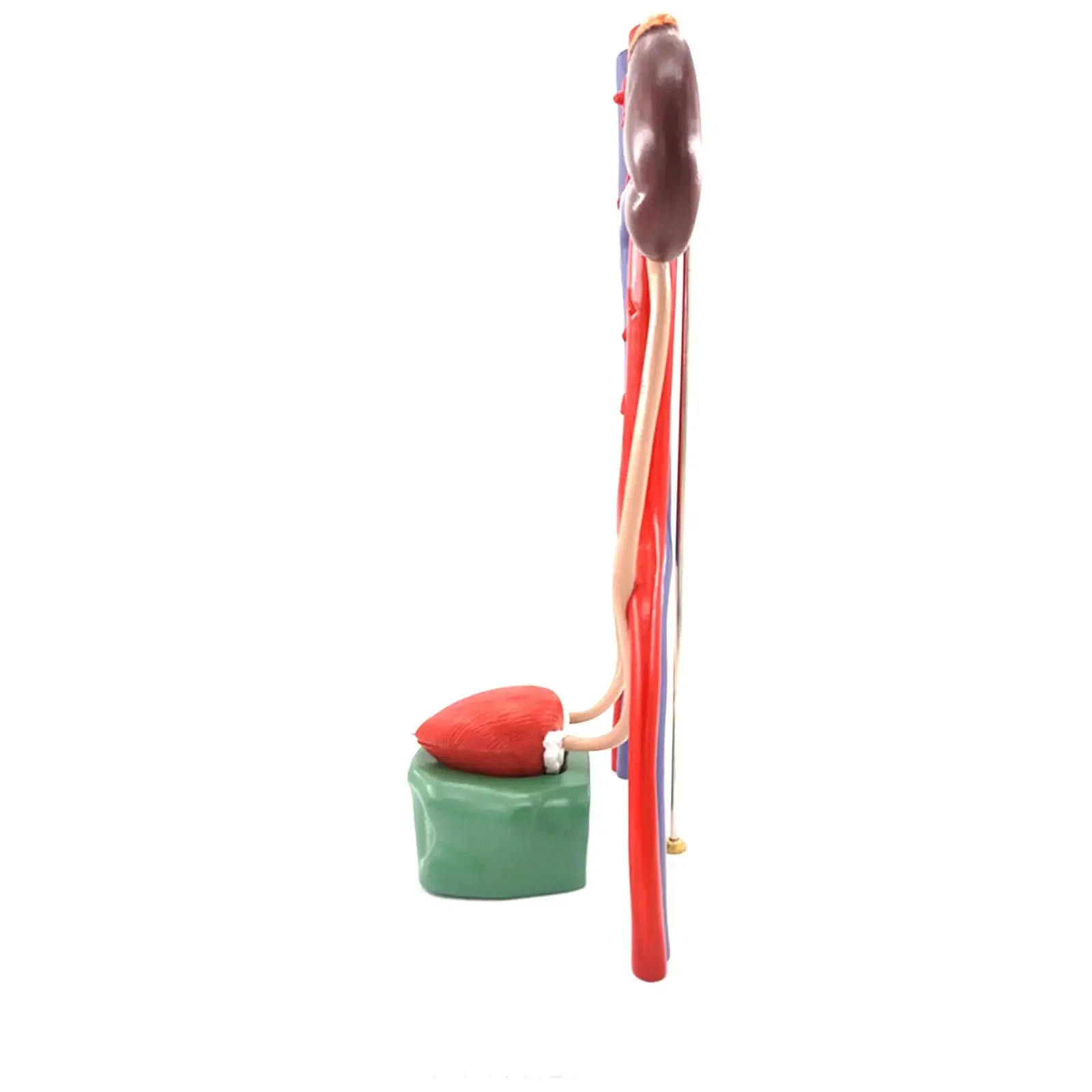 PVC Three Dimensional Urinary System Model With Artery Vein Kidney Anatomy Medical