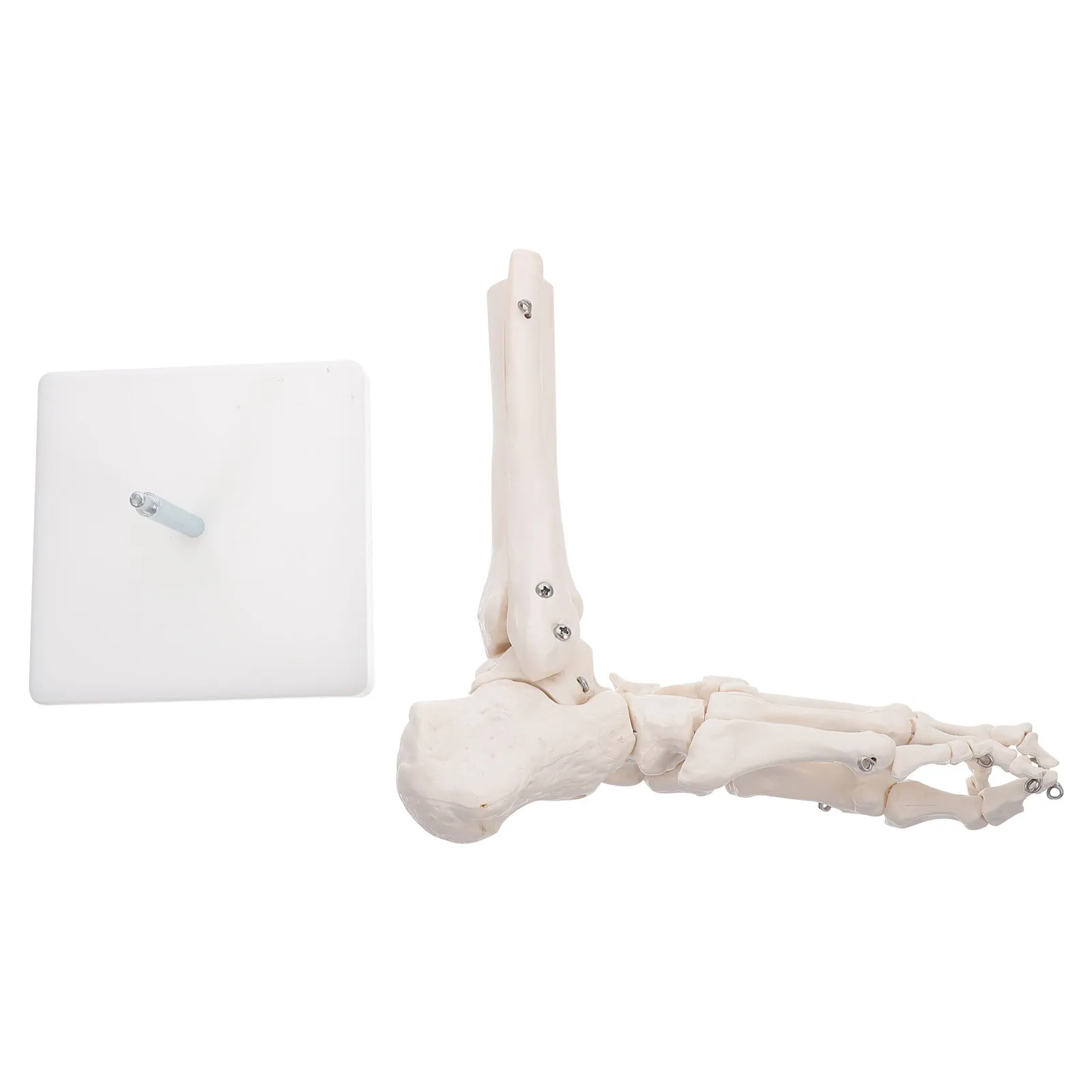 Plastic For Art Student PVC Human Joint Bone Teaching Visual Aid