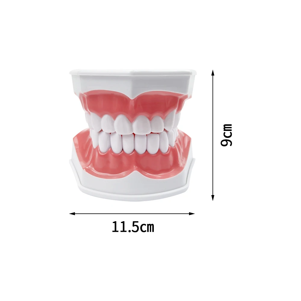 2 Times Dental Teeth Model With Tongue Teaching Demonstration Tool Typodont Standard Dentist Kids Model for Brushing Teaching