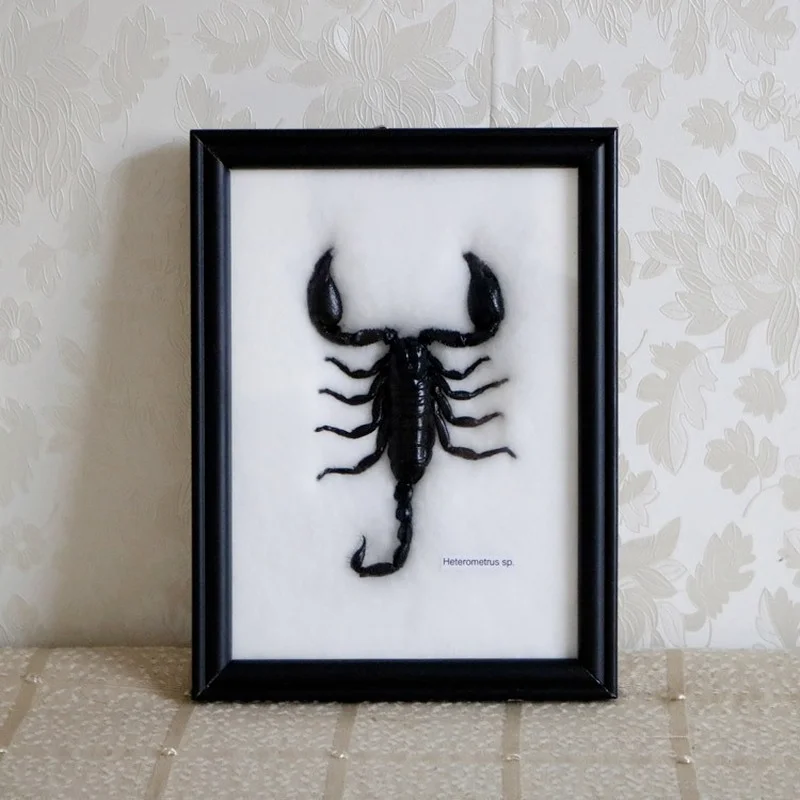 Real insect specimen Thai scorpion specimen children's popular science textbook Gift Photo Frame ornament  home decore