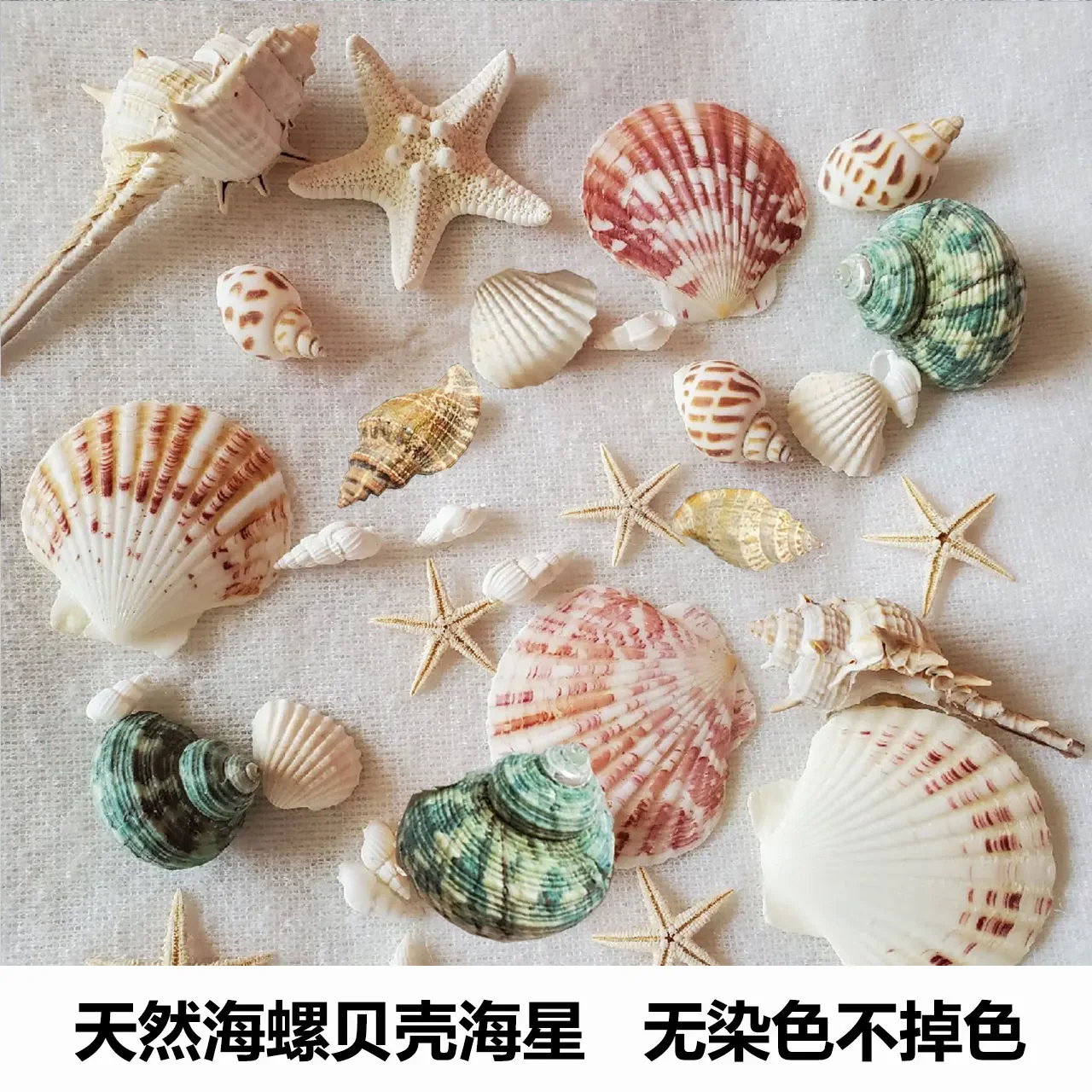 Natural Shell Conch Sea Star -Star Biliary Shell Fish Landscape Classes Dan Shao Shell