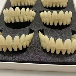 Universal Resin False Teeth Resin Model Double Row Plastic Dentures Oral Teaching Materials Dedicated Teeth Dental Lab Supplies