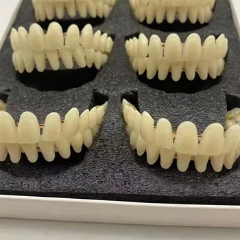 Denti finti in resina universale Modello in resina Doppia fila Protesi in plastica Materiali didattici per l'insegnamento orale Denti dedicati Forniture per laboratorio dentale