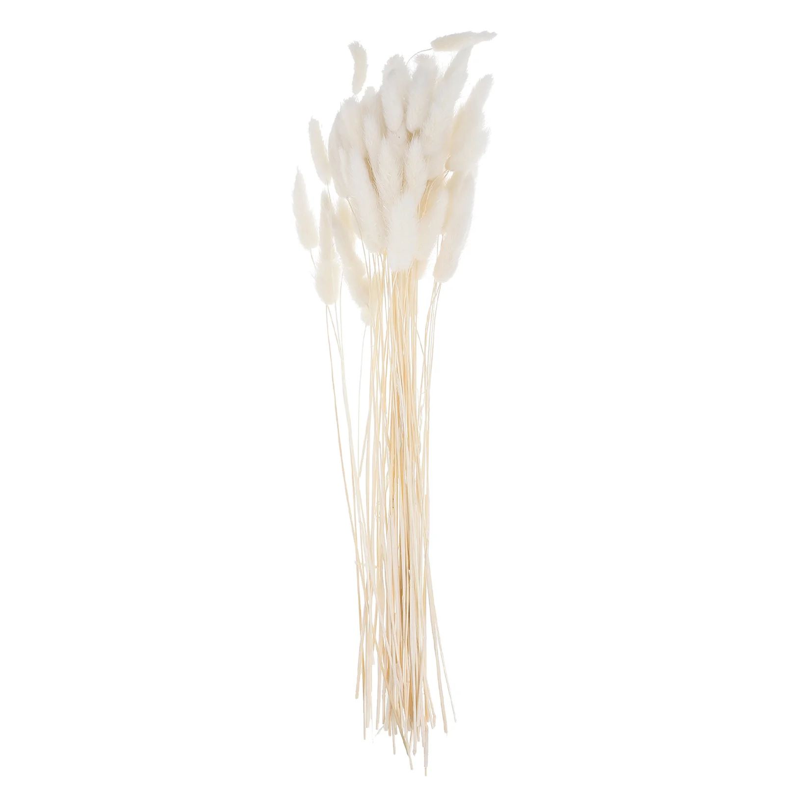 Plant Bunny Tail Grass Dried Flowers Natural Plants for Arrangement Decorative Rabbit Baby