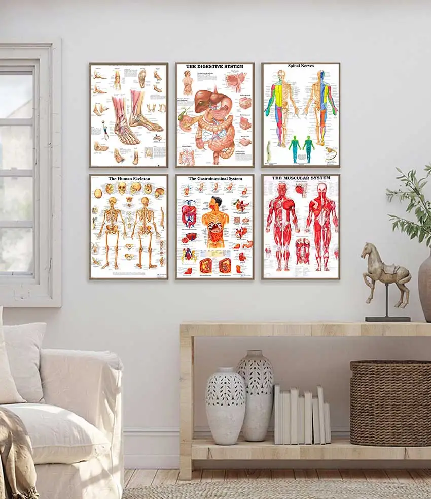 Art Poster  Nordic Human Body Wall Decor for Living Room Unframed Anatomical Spine  Brain Canvas