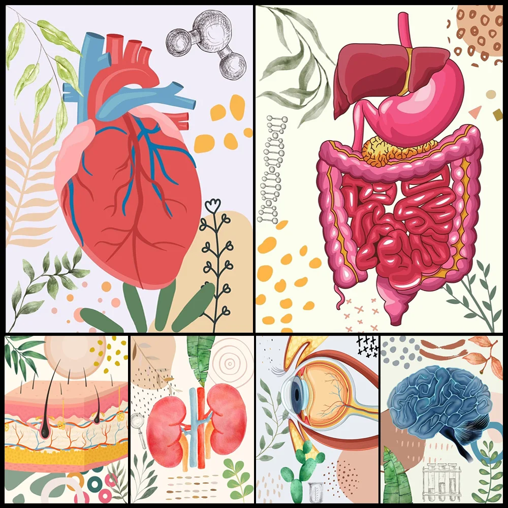 

Science Classroom Arts Human Anatomy Biology Poster Wall Art Canvas Painting Home Decor Wall Pictures For Living Room Unframed
