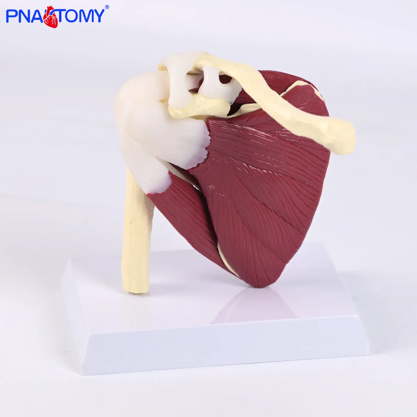 

Shoulder Joint Model with Ligaments Muscles and Skeletal Structures Clavicle Humerus Scapula and Shoulder Structures