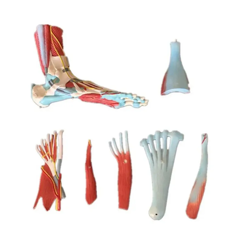 Medical Human  Anatomy Foot Muscle Model 7part