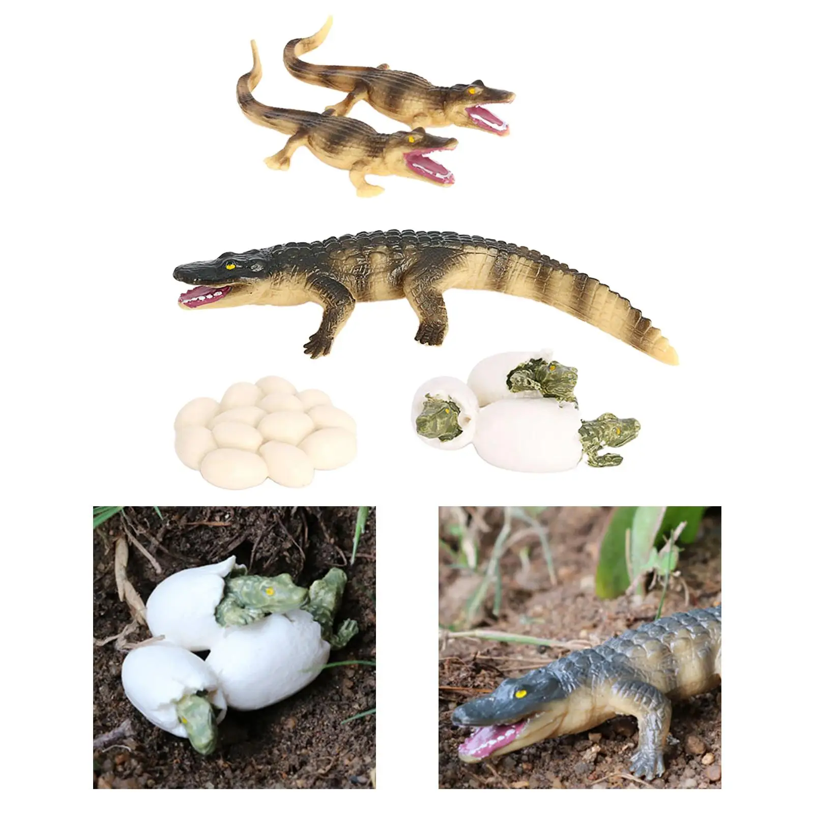 4 Stages Life Cycle of a Dragonfly, Plastic Toy Figure Painted Model