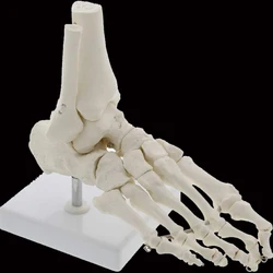 Life Size Foot Joints and bones Foot Anatomy Skeleton Human Foot and Ankle Model with shank bone Anatomical Models LearningTool