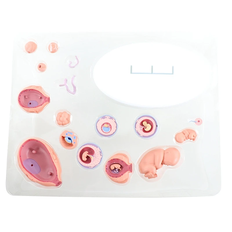 4D Human Embryo Development Anatomical Model Fetal Growth Organ Teaching Alpinia Assembled Toys