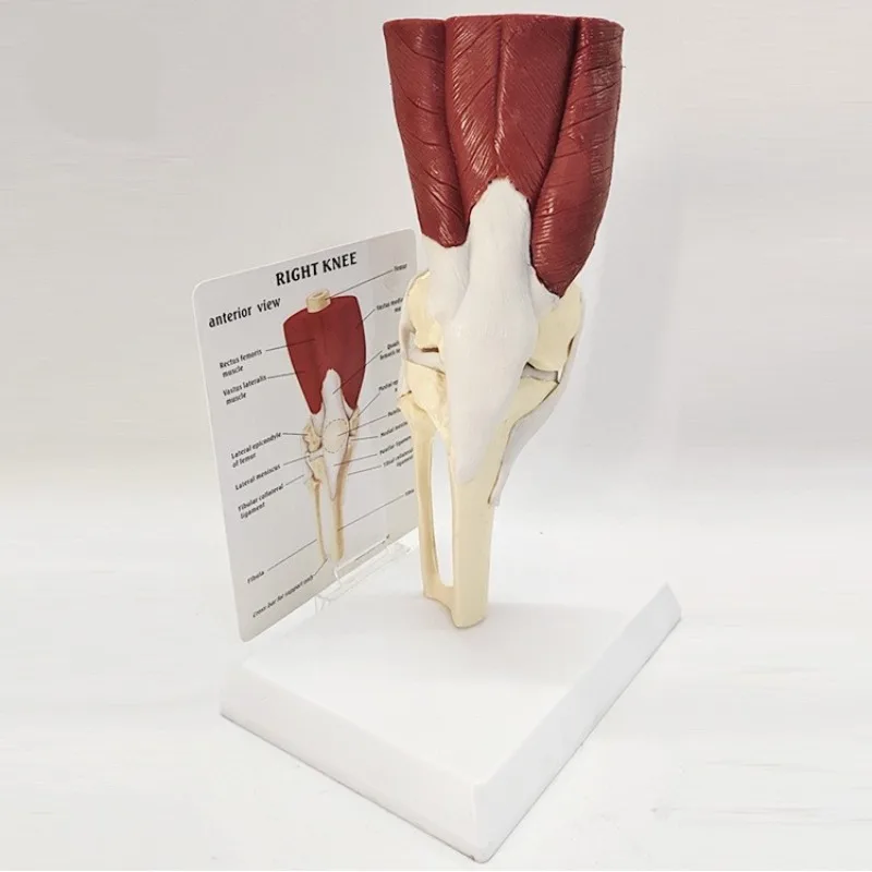 Human Anatomy Skeleton Life Size Knee Joint Anatomical Medical Science Model with Muscles Ligaments Femur Tibia and Fibula