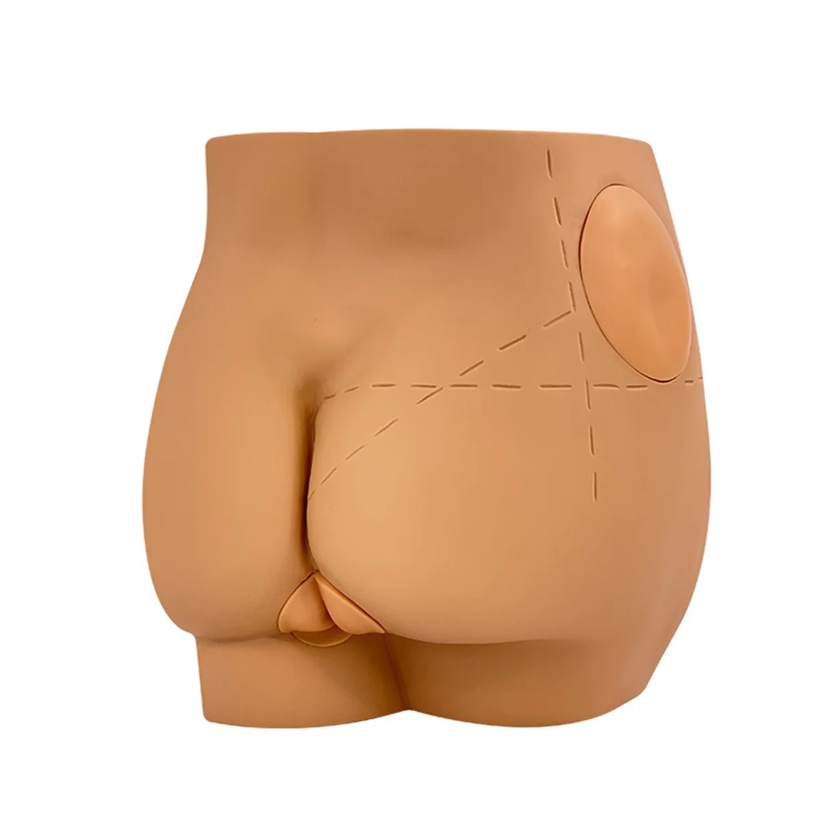 

Human Hip Joint Intramuscular Injection Simulator Anatomical Model, Buttocks Care Puncture, Medical Teaching Resources