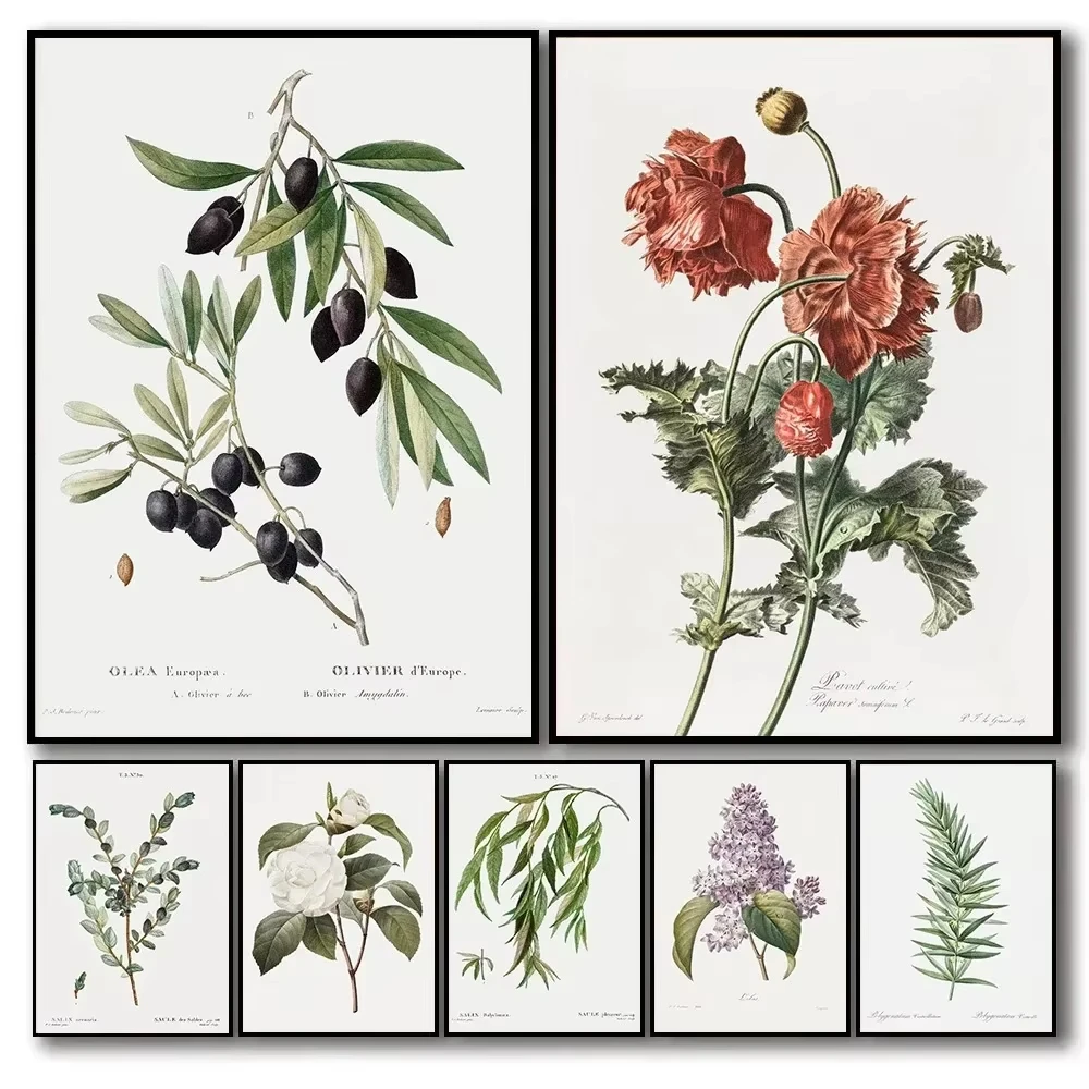 Póster de lienzo botánico de hierbas antiguas Vintage, oliva, cachorros, Camelia, Lila, imágenes artísticas de pared, decoración del hogar para sala de estar, regalo de jardín