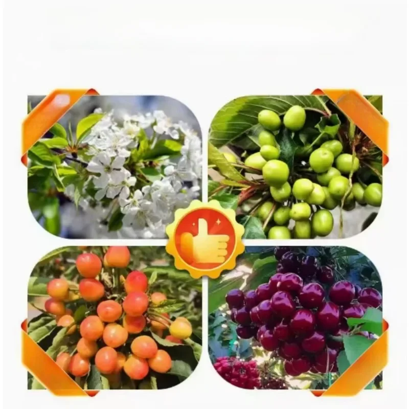 NPK 10-30-20 + TE Compound Water Soluble Fertilizer, Contains Trace Elements for Plant Growing