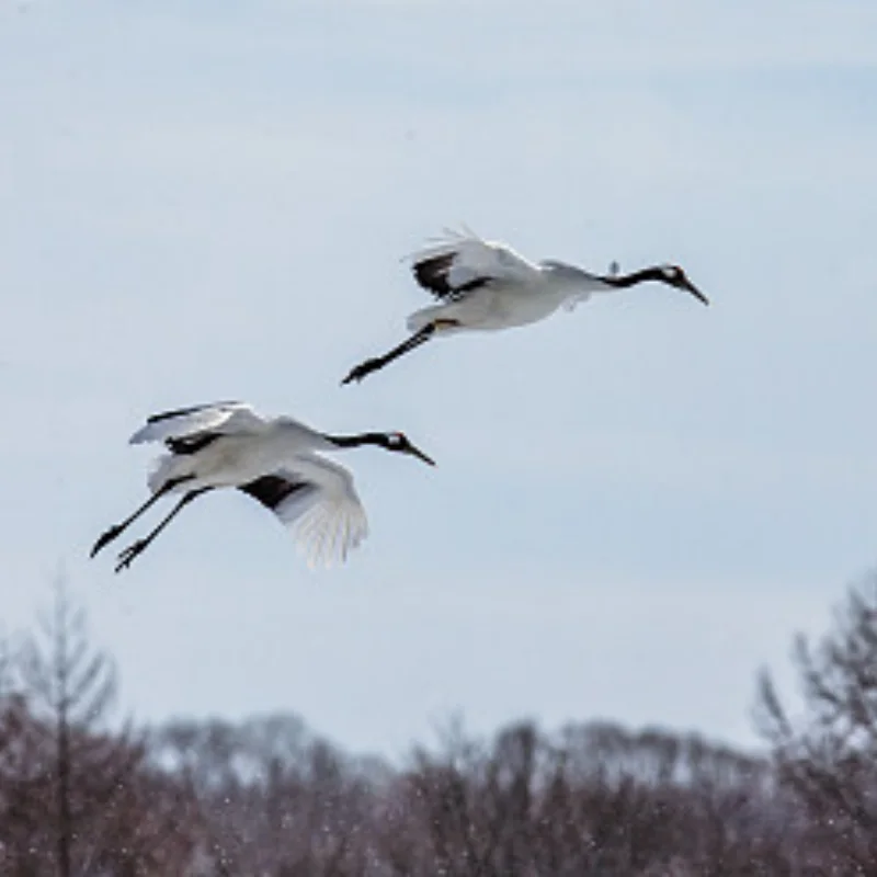 

Для MJX 7303 7304 1/7 раллийные радиоуправляемые автомобильные детали амортизатор оригинальные заводские детали