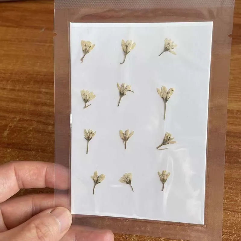 1~2CM/Decorative Real Natural Dried Pressed Speedwell Flowers,Tiny Dry Press Chloris Virgata for Epoxy Resin,Nails,Candle Making