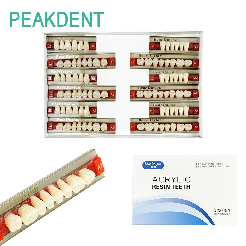 

Dental Composite Resin Dental Model Resin Dentures Upper and Lower Front and Rear Dentures A2 A3 Dental Material Teaching Model